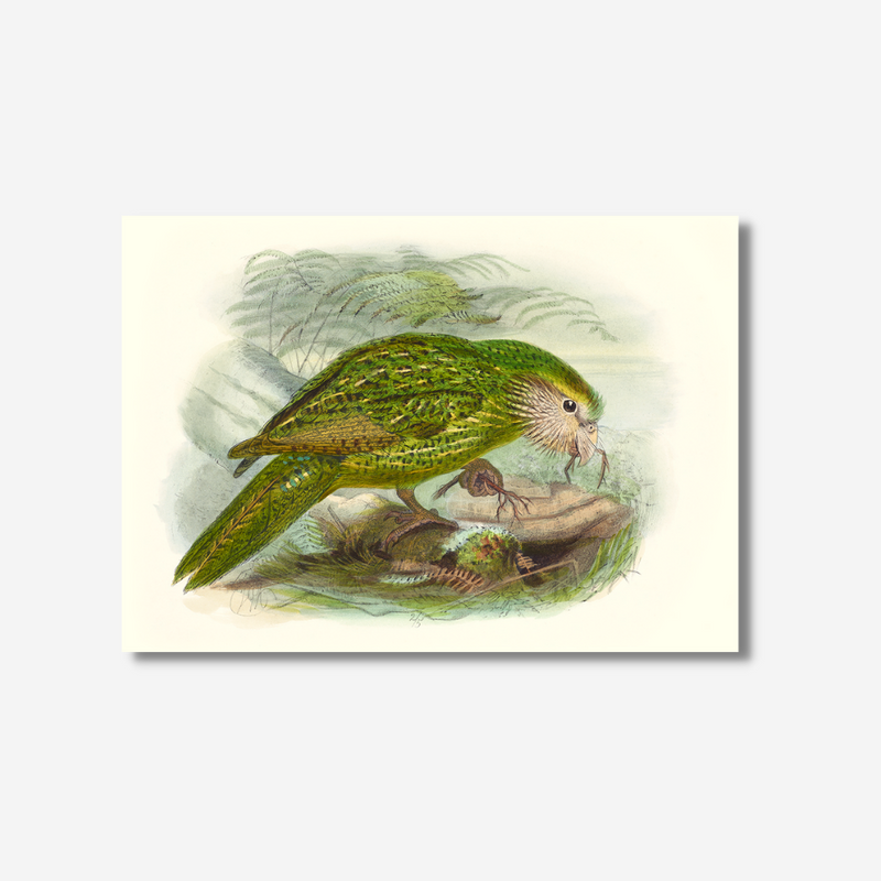 Johannes Keulemans - Print - Kakapo