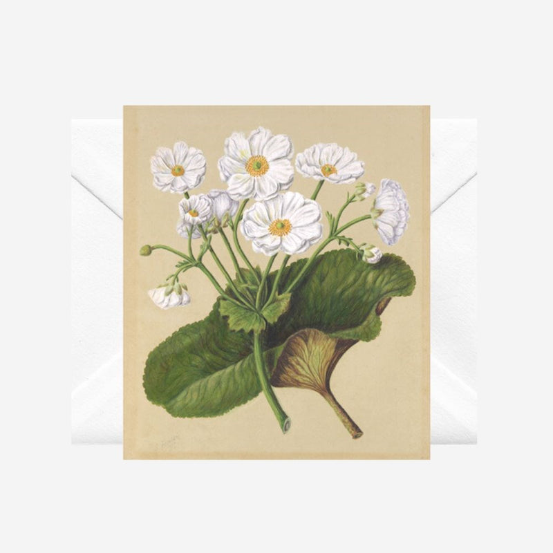 Sarah Featon - Cards - The Mountain Lily - 6 Pack