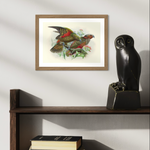 Johannes Keulemans - Print - Kea and Kaka