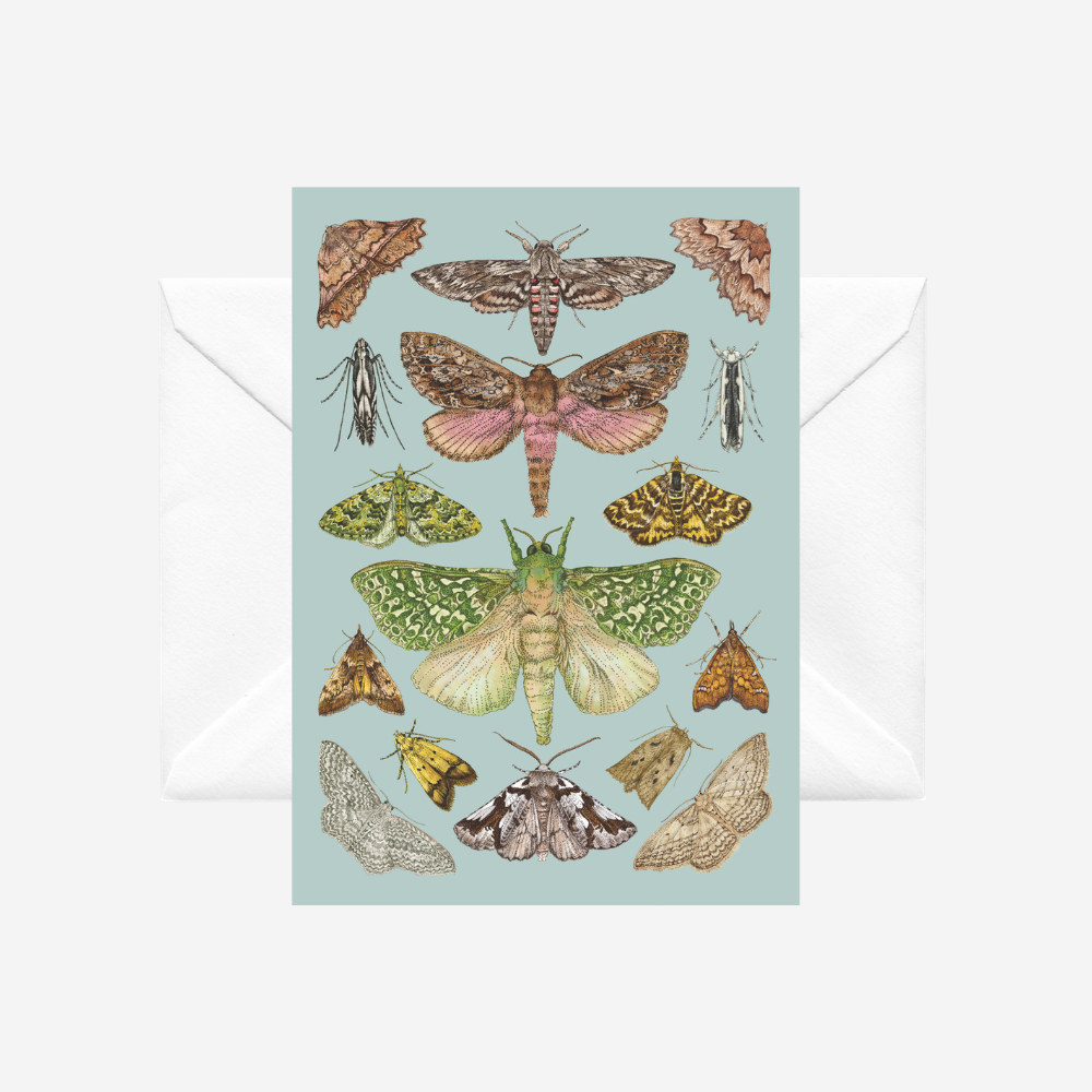 Card - Moths