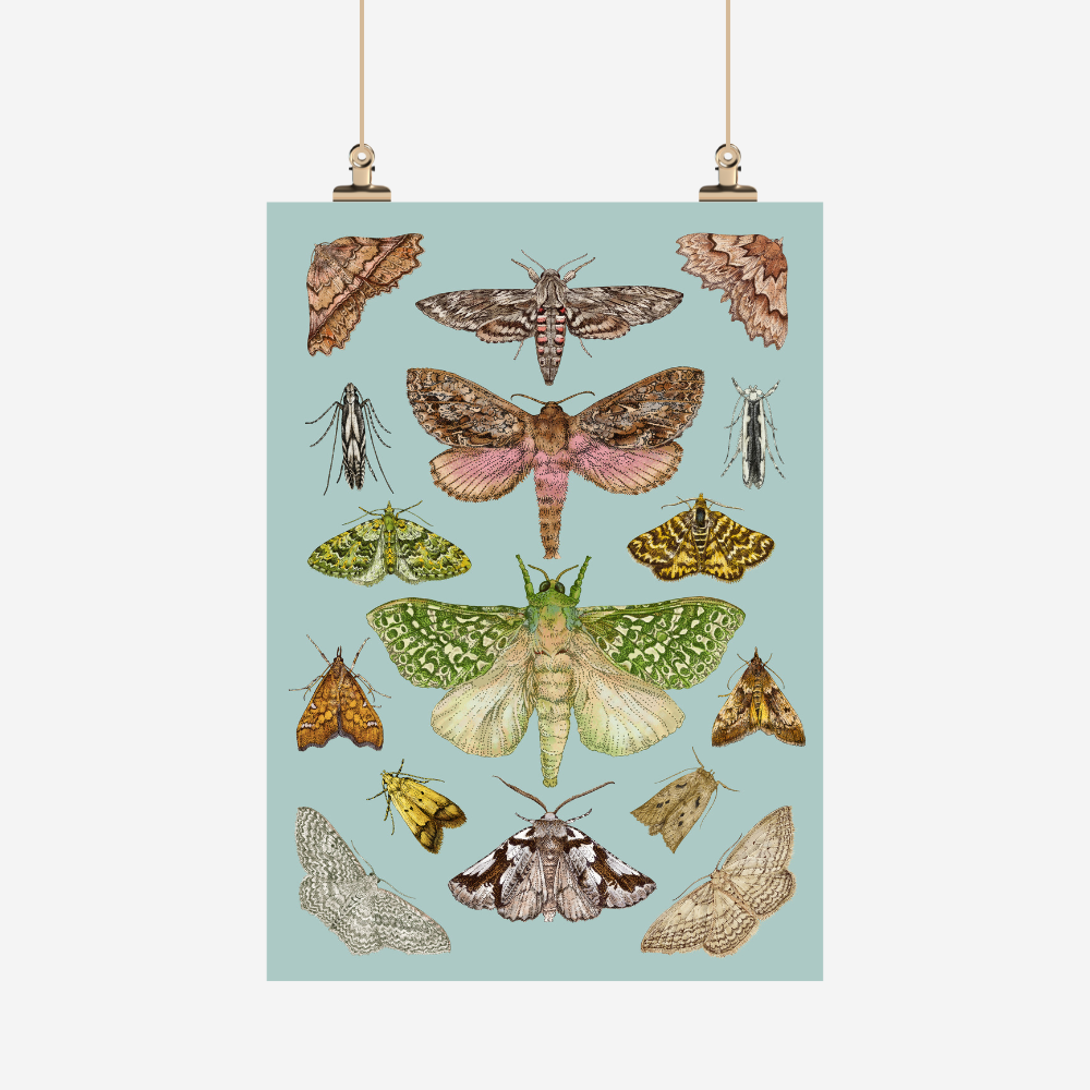 Tea Towel - NZ Moths