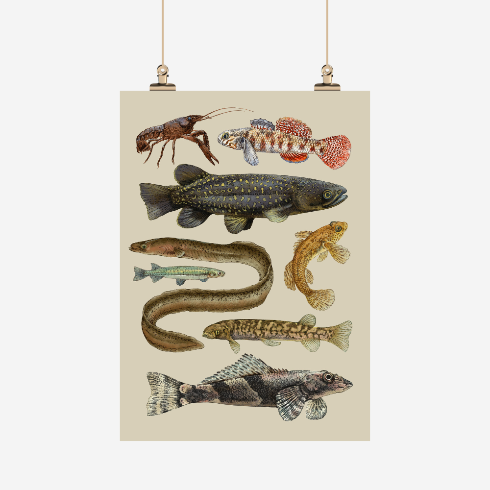 Tea Towel - NZ Fish