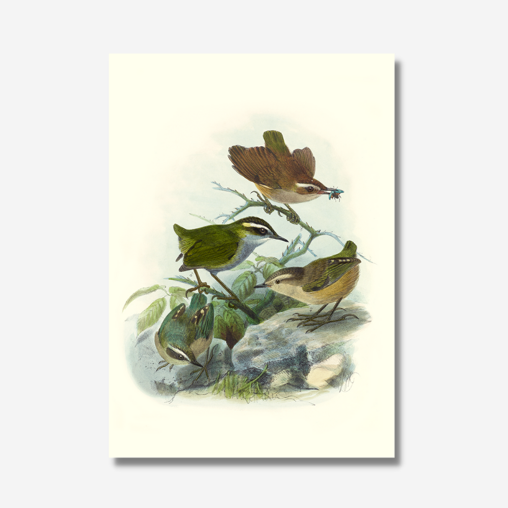 Johannes Keulemans - Print - Bush Wren - Matuhituhi and Rock Wren - Piwauwau