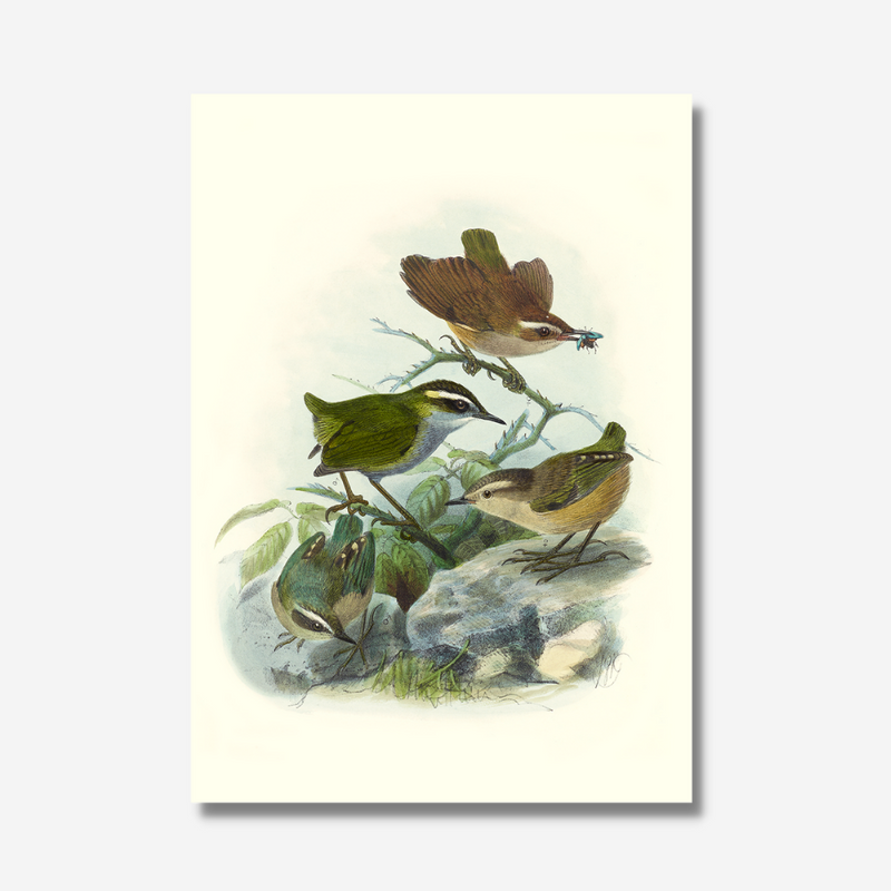 Johannes Keulemans - Print - Bush Wren - Matuhituhi and Rock Wren - Piwauwau