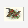 Johannes Keulemans - Print - Kea and Kaka