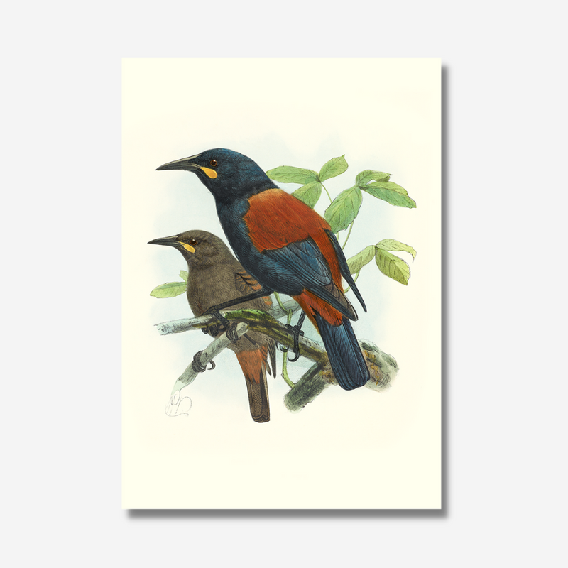 Johannes Keulemans - Print - South Island Saddleback - Tieke and North Island Saddleback - Tieke