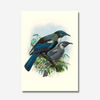 Johannes Keulemans - Print - Tui