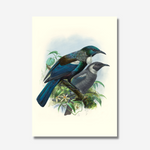 Johannes Keulemans - Print - Tui