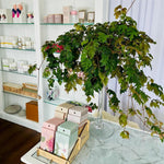 POS - Manuka House - 32 Stand