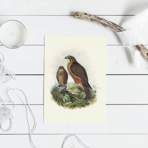 Johannes Keulemans - Cards - New Zealand Falcon - Karearea - 6 Pack