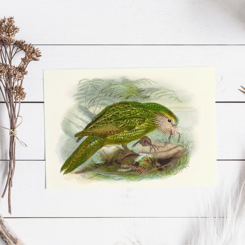 Johannes Keulemans - Cards - Kakapo - 6 Pack