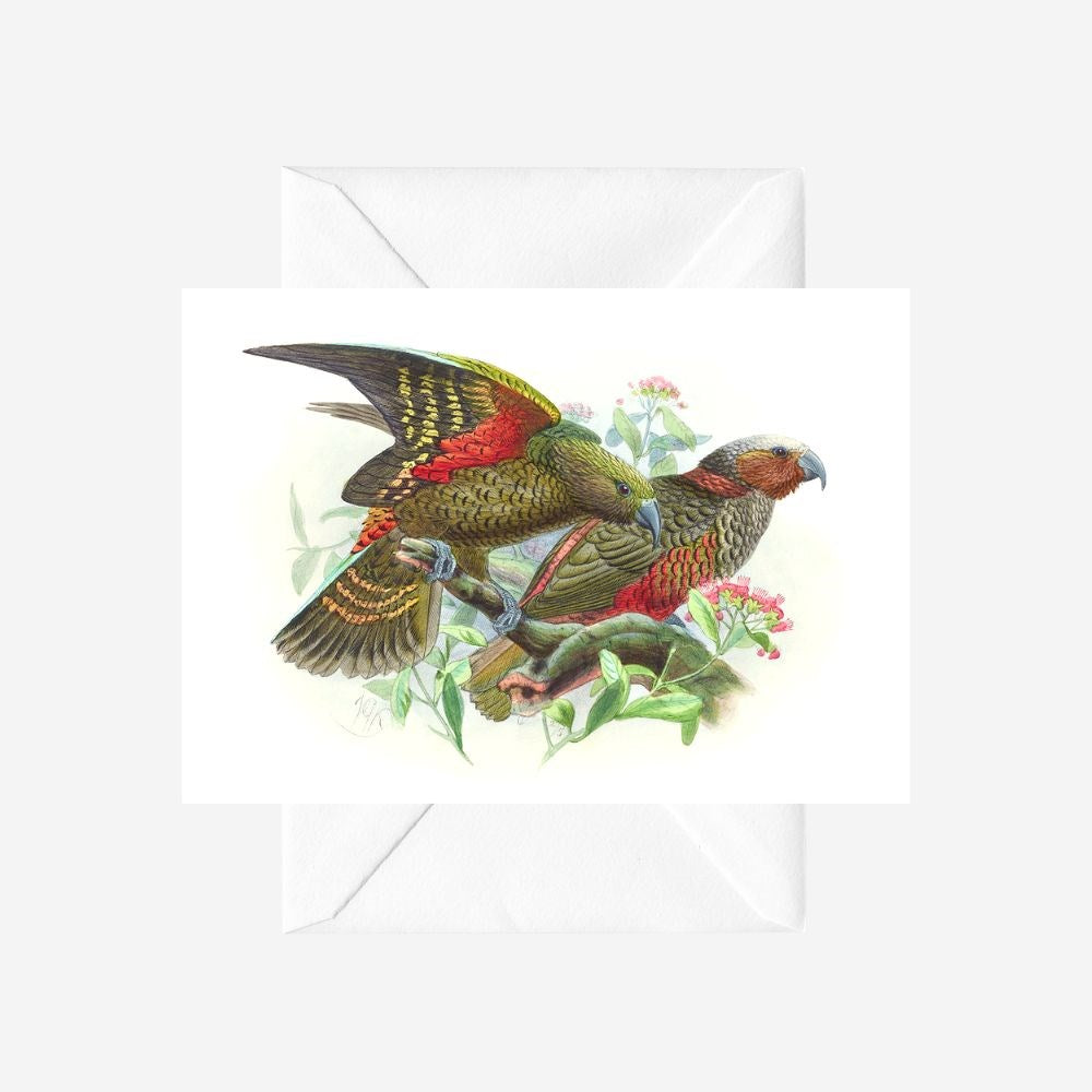 Johannes Keulemans - Card - Kea and Kaka