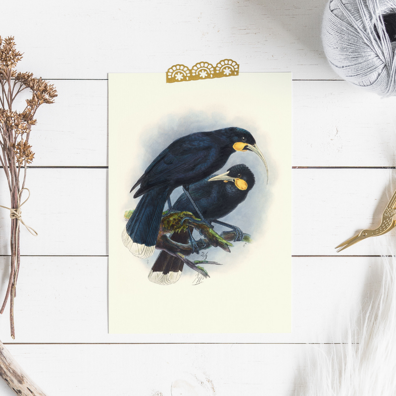 Johannes Keulemans - Cards - Huia - 6 Pack