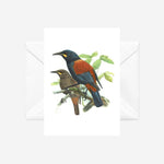 Johannes Keulemans - Cards - South Island Saddleback - Tieke and North Island Saddleback - Tieke - 6 Pack