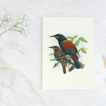Johannes Keulemans - Cards - South Island Saddleback - Tieke and North Island Saddleback - Tieke - 6 Pack