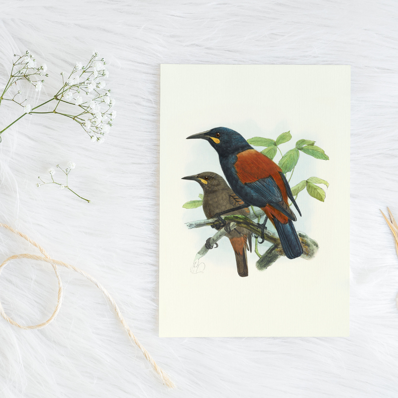Johannes Keulemans - Cards - South Island Saddleback - Tieke and North Island Saddleback - Tieke - 6 Pack
