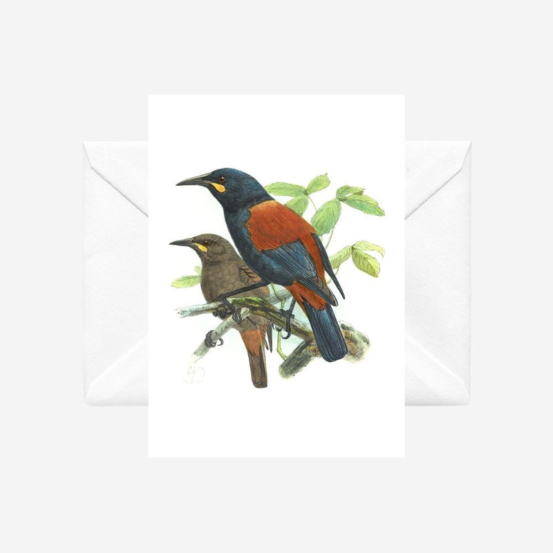 Johannes Keulemans - Cards - South Island Saddleback - Tieke and North Island Saddleback - Tieke - 6 Pack