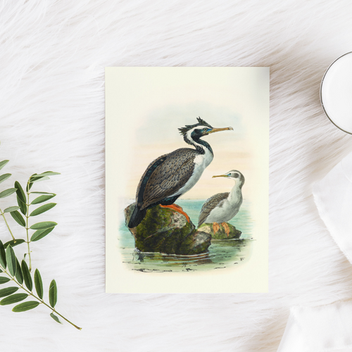 Johannes Keulemans - Cards - Spotted Shag - Kawau Tikitiki - 6 Pack