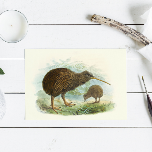 Johannes Keulemans - Cards - North Island Brown Kiwi - 6 Pack